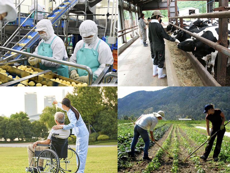 Specified Skilled Worker